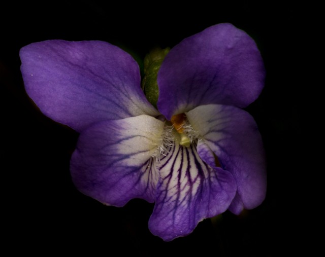 Viola nephrophylla 18-9283.jpg